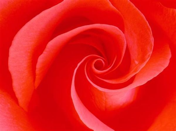 rose 1